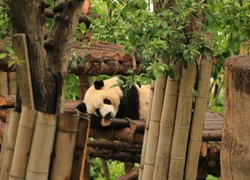 Panda, Ogrodzenie, Drzewa