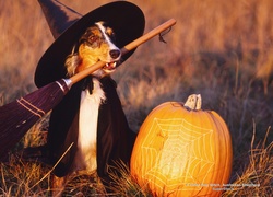 Czarownica, Halloween,  Owczarek australijski-australian shepherd