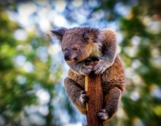 Koala, Drzewo