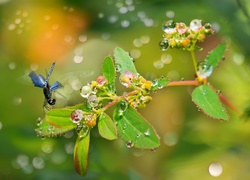 Ważka, Roślina, Bokeh