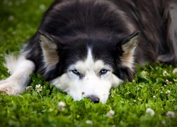 Siberian Husky, Roślinność