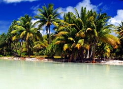Morze, Wybrzeże, Palmy, Kiribati