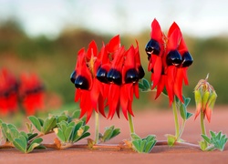 Swainsona formosa, Australijska roślina, Czerwone kwiaty