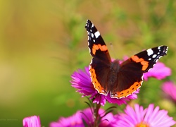 Motyl, Różowe, Astry