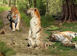 Tygrysy, Surykatki, Śmieszne