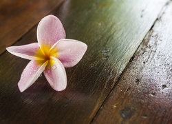 Plumeria