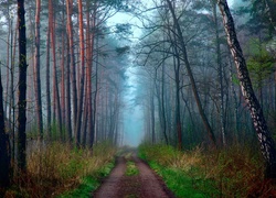 Las, Droga, Poranek, Mgła