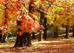 Jesień, Park