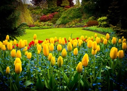 Tulipany, Park Queen Elizabeth, Vancouver, Kanada