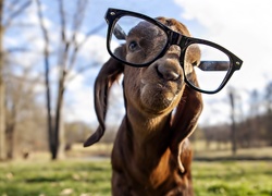 Koza, Okulary