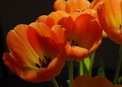 Tulipany