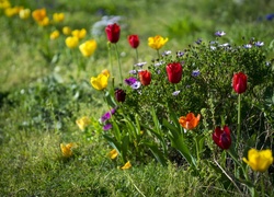 Ogródek, Tulipany