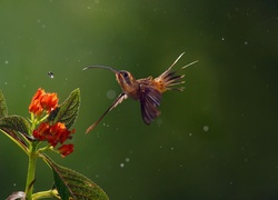 Koliber, Kropla, Wody, Kwiat