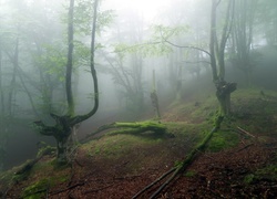 Las, Mgła
