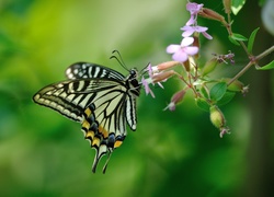 Motyl, Motylek, Kwiat