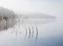 Jezioro, Mgła, Trawa, Szuwary