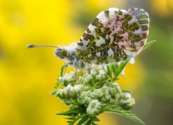 Motyl, Zorka