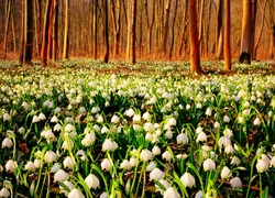 Śnieżyca, Wiosenna, Las, Drzewa