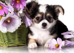 Chihuahua, Szczeniak, Kosz, Kwiatki