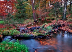 Jesień, Las, Bagna