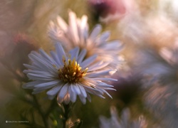 Aster, Biały, Kwiat