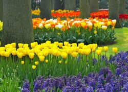 Park, Keukenhof, Lisse, Wiosna, Kwiaty, Rozmycie