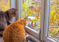 Koty, Okno, Wiewiórka