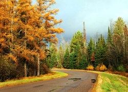 Jesień, Droga, Las, Przebijające, Światło