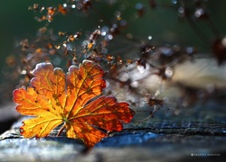Jesienny, Liść, Suszki, Bokeh