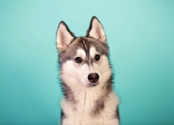 Szczeniak, Husky