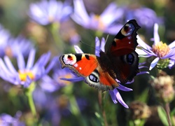 Pawik Rusałka, Motyl