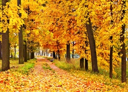 Jesień, Park, Alejka, Drzewa, Liście