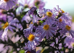 Fioletowe, Astry, Kwiaty
