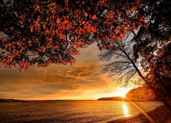 Zachód słońca, Jezioro, Jesień, Drzewo