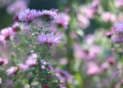 Jesienne, Kwiaty,  Aster marcinek