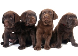 Szczeniaki, Słodkie, Psy, Labrador