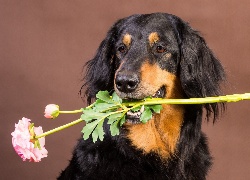 Pies, Hovawart, Kwiat
