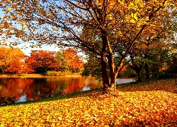 Jesień, Park, Rzeka, Żółte, Liście