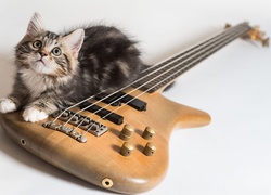 Kot, Gitara