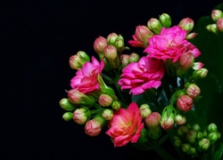 Kwiaty, Kalanchoe