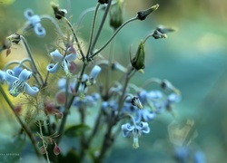 Niebieskie, Kwiatki, Gałązki