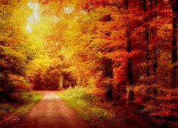 Las, Droga, Złota, Jesień