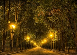 Droga, Drzewa, Lampy, Noc