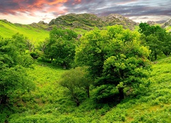 Zielone, Wzgórza, Drzewa, Niebo