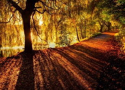 Jesień, Droga, Drzewo, Przebijające światło, Park
