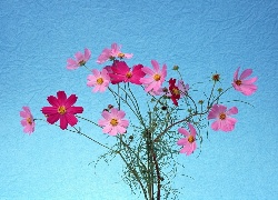 Kwiatki, Kosmea, Różowe, Fioletowe