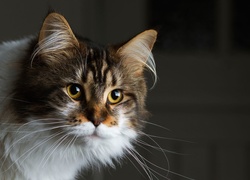 Kot, Piękny, Maine coon