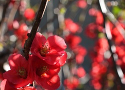 Pigwowiec japoński, Czerwone, Kwiatki, Krzew