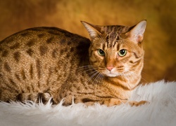 Kot Ocicat