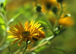 Margerytka, Żółty, Kwiat